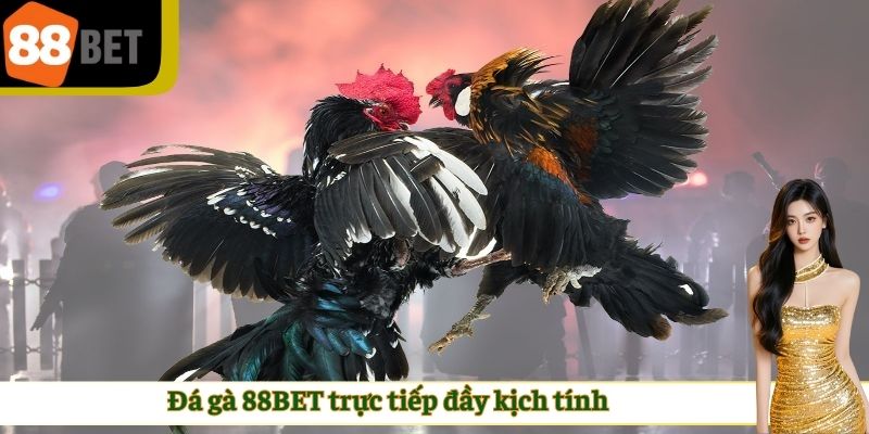 Đá gà 88BET trực tiếp đầy kịch tính