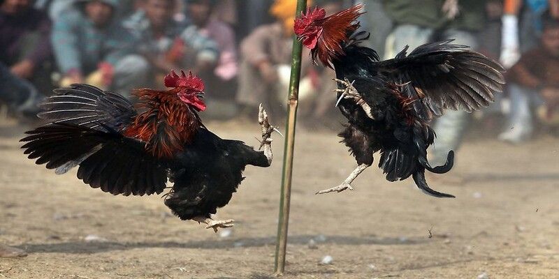 Nắm vững quy luật thi đấu đá gà cựa dao